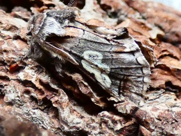 Diloba caeruleocephala 